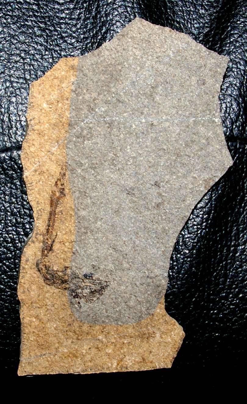 Fossilien Fisch