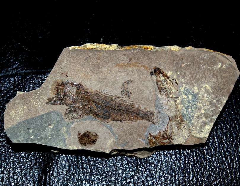 Fossilien Fisch