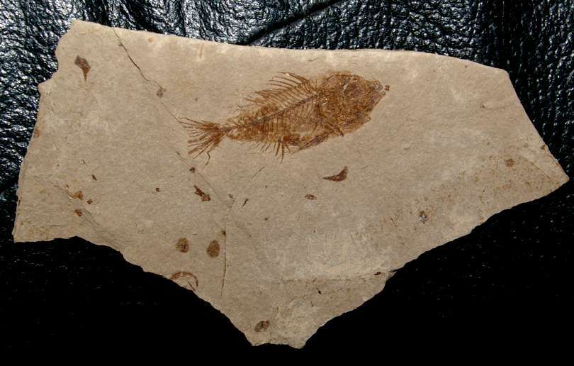 Fossilien Fisch