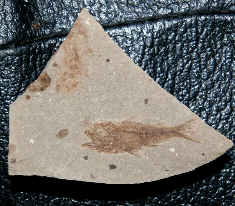 Fossilien Fisch