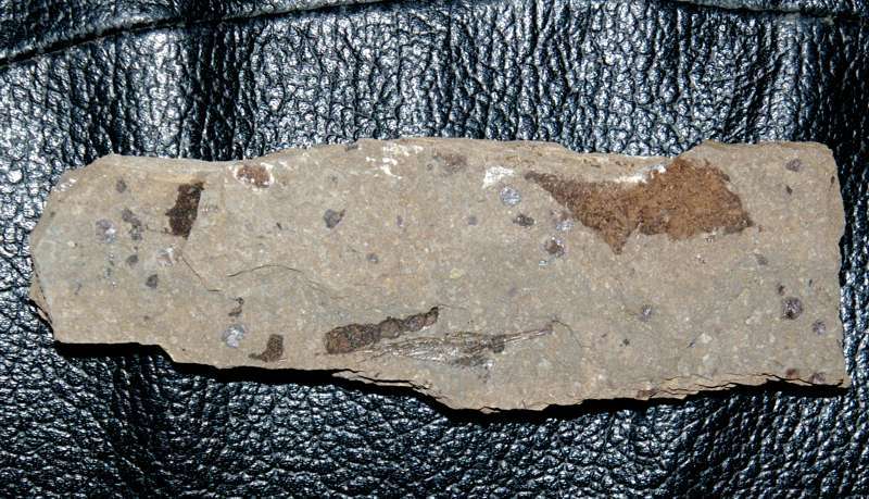 Fossilien Fisch Centriscus teleajensis