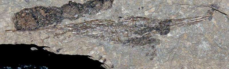 Centriscus teleajensis