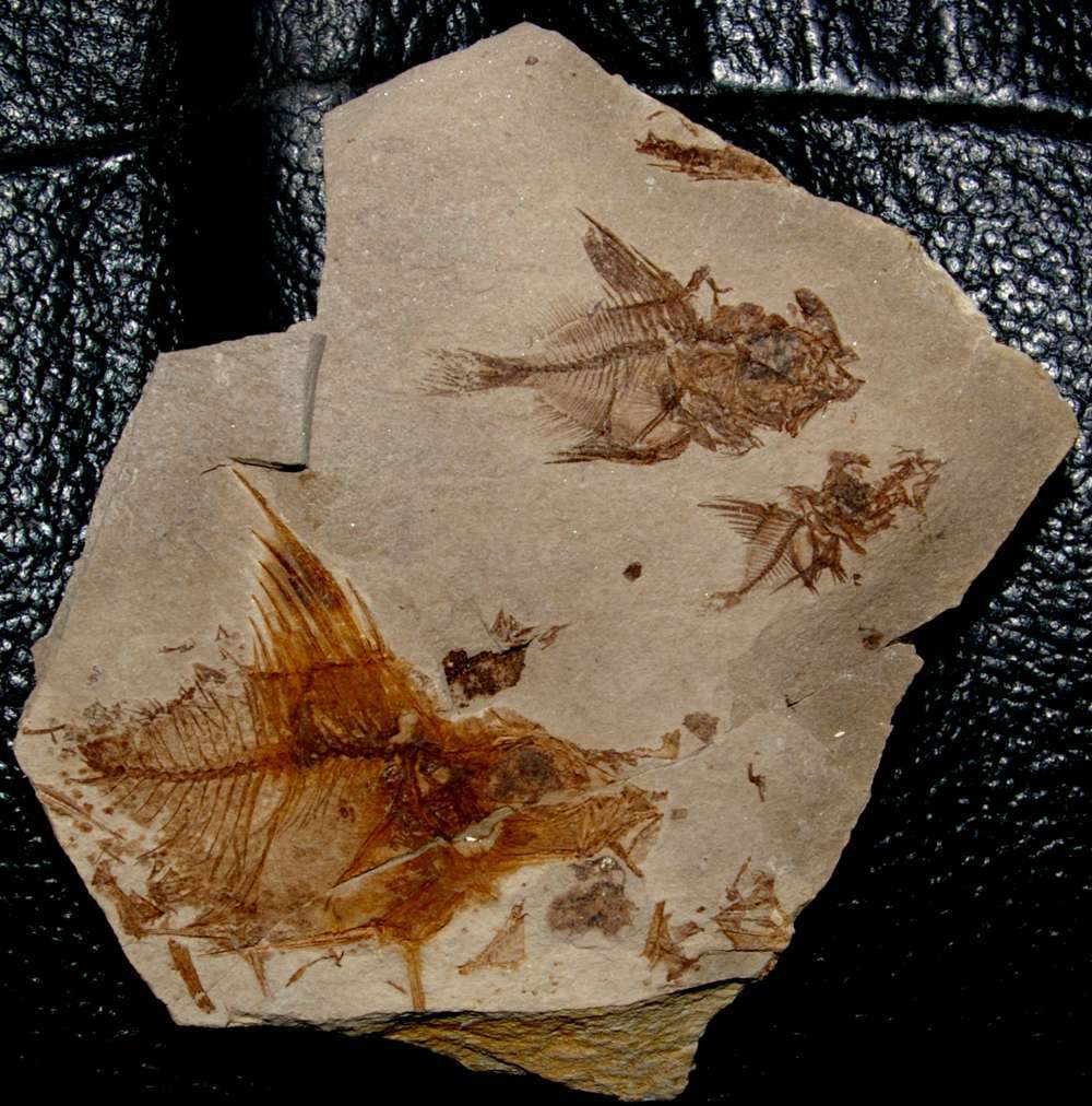 Fossilien Fisch Capros radobojanus
