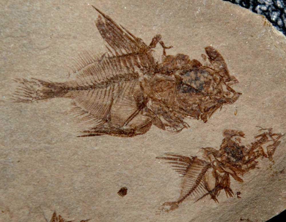 Capros radobojanus
