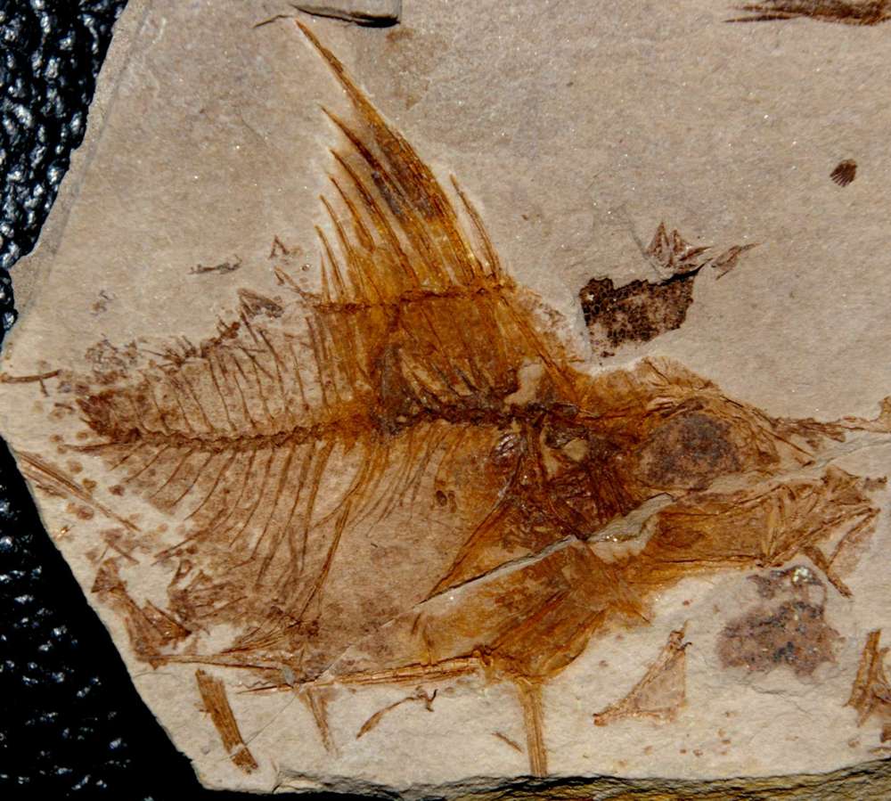 Capros radobojanus