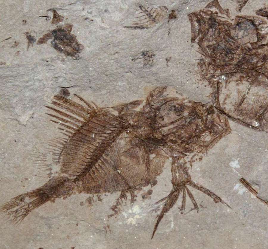 Fossilien Fisch Capros radobojanus