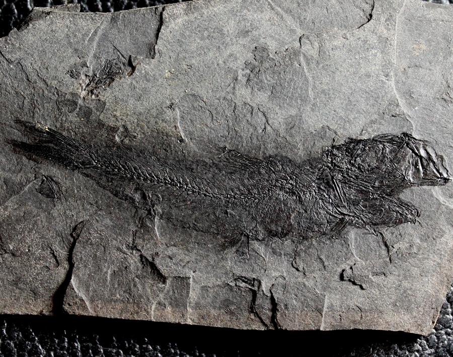 Fossilien Fisch  