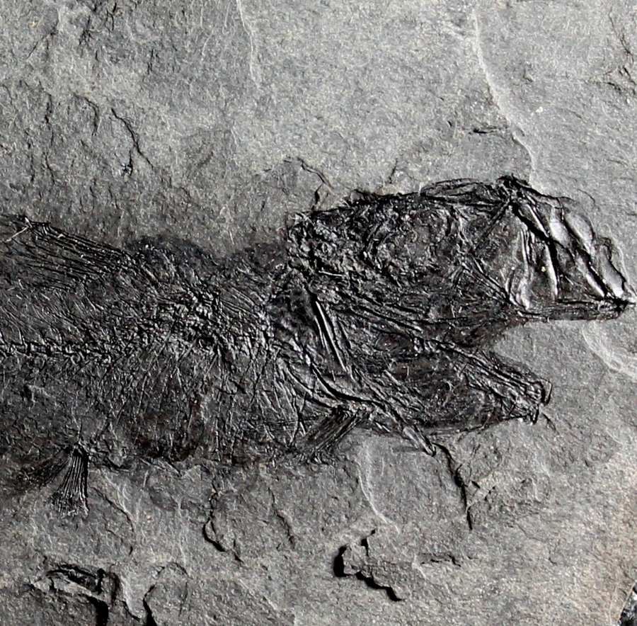 Maicopiella longimana  
