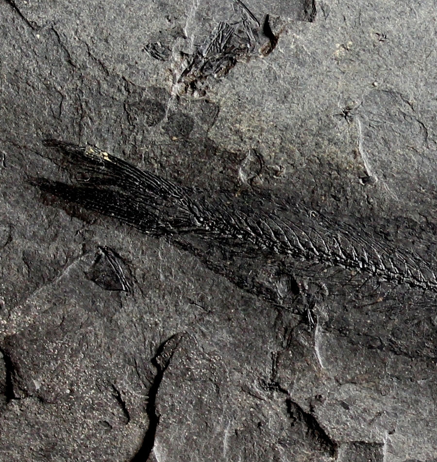 Fossilien Fisch  