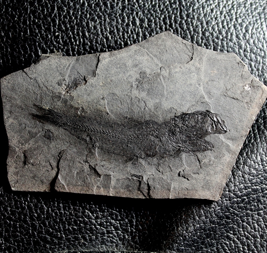 Maicopiella longimana  