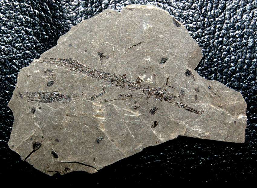 Syngnathus incompletus