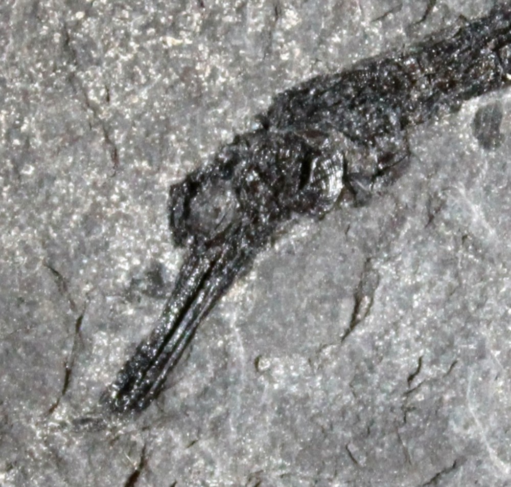  fossil pipefish for sale