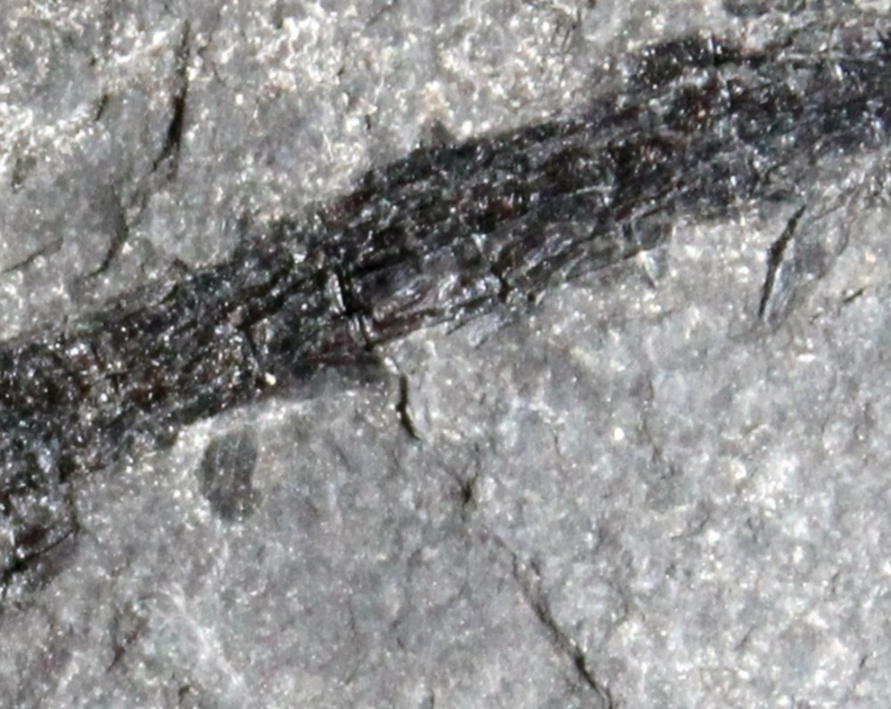  Rare fossil fish