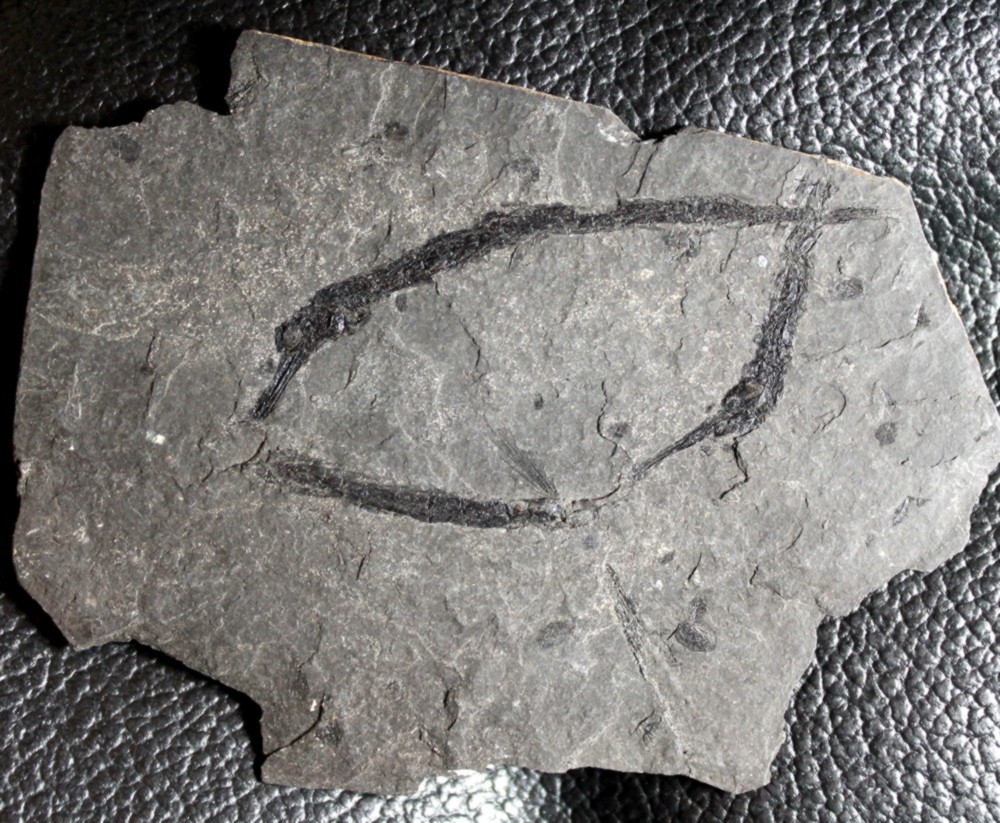  Syngnathus incompletus