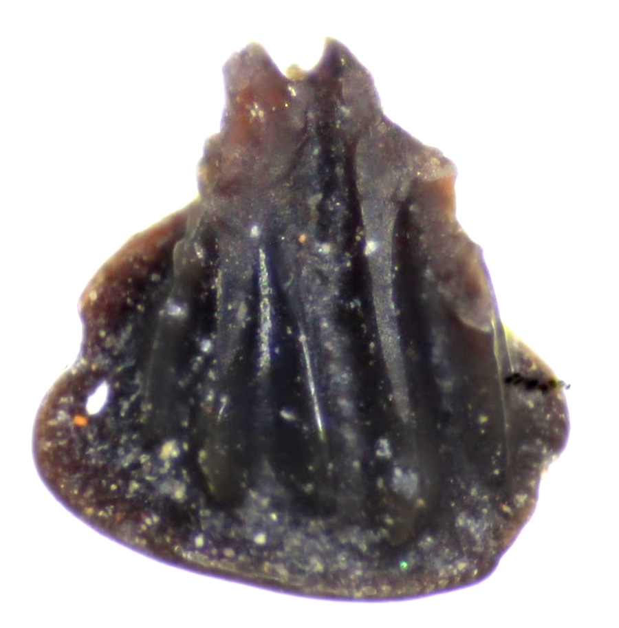 Placodermi scale