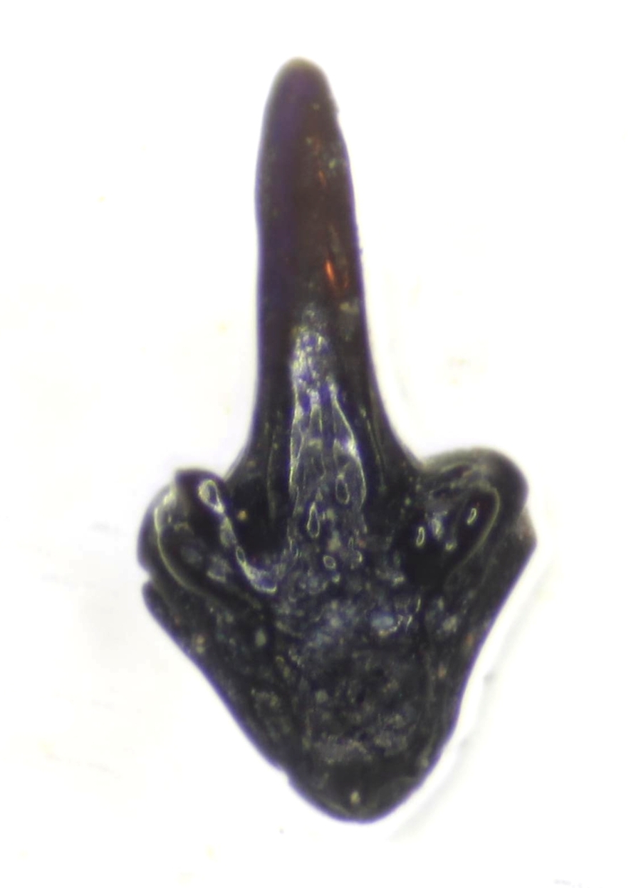 Fossil Silurian fish tooth