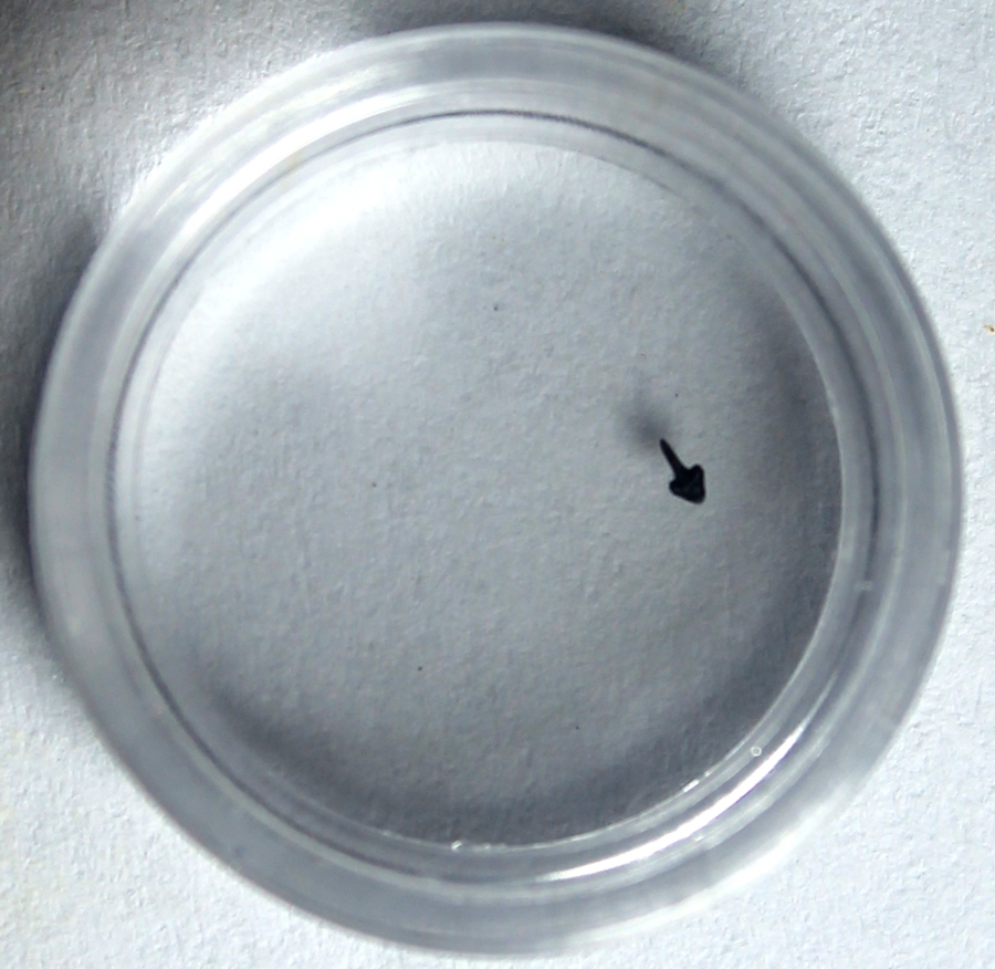 Gnathostomes fish