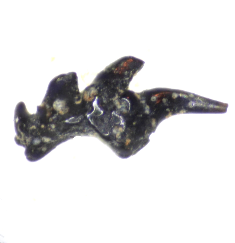 Fossil Silurian fish tooth
