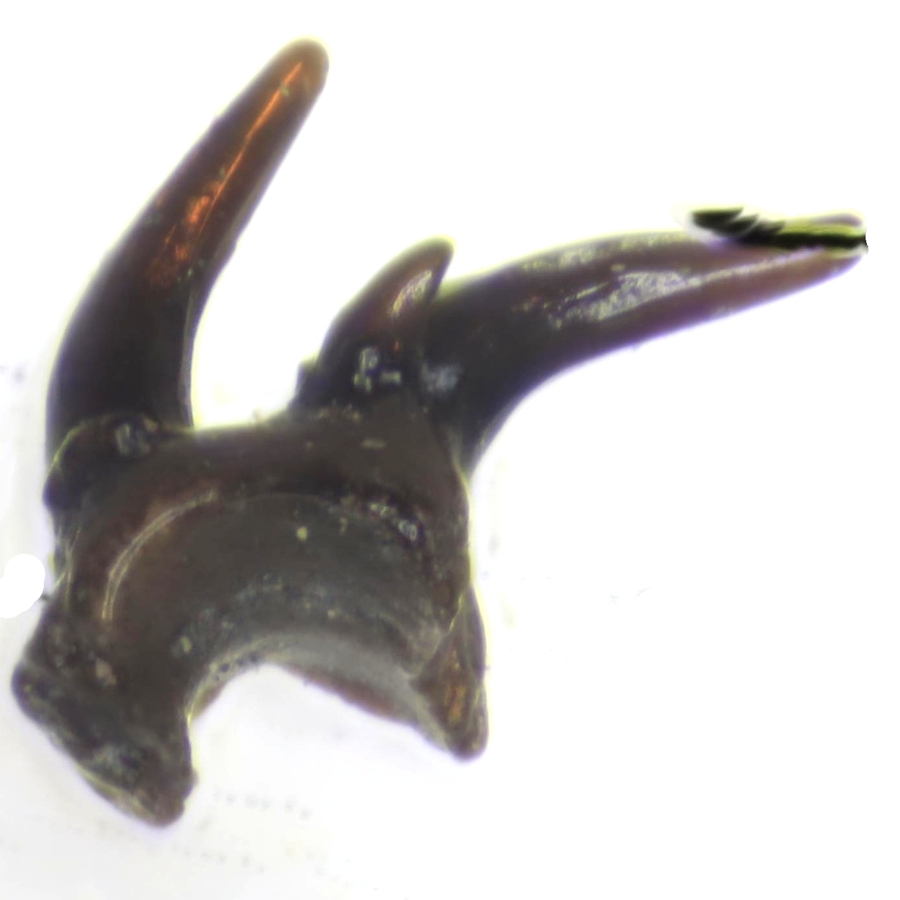 Gomphonchus sandelensis