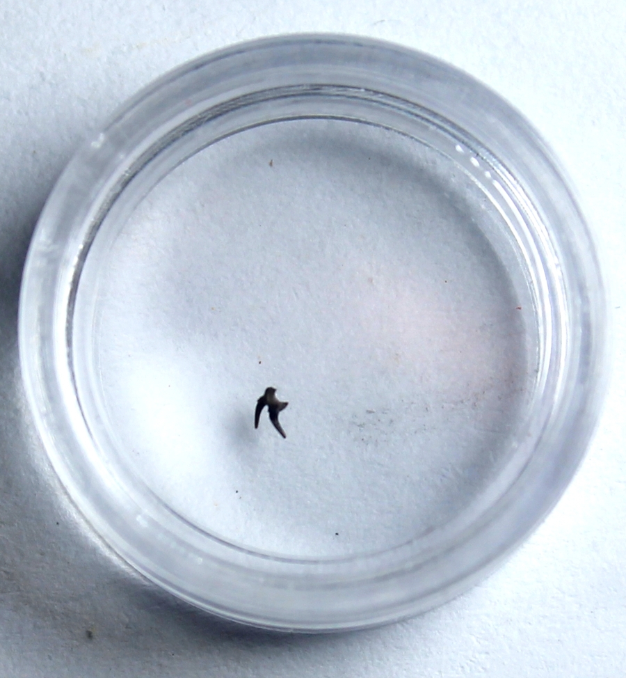 Gomphonchus sandelensis tooth
