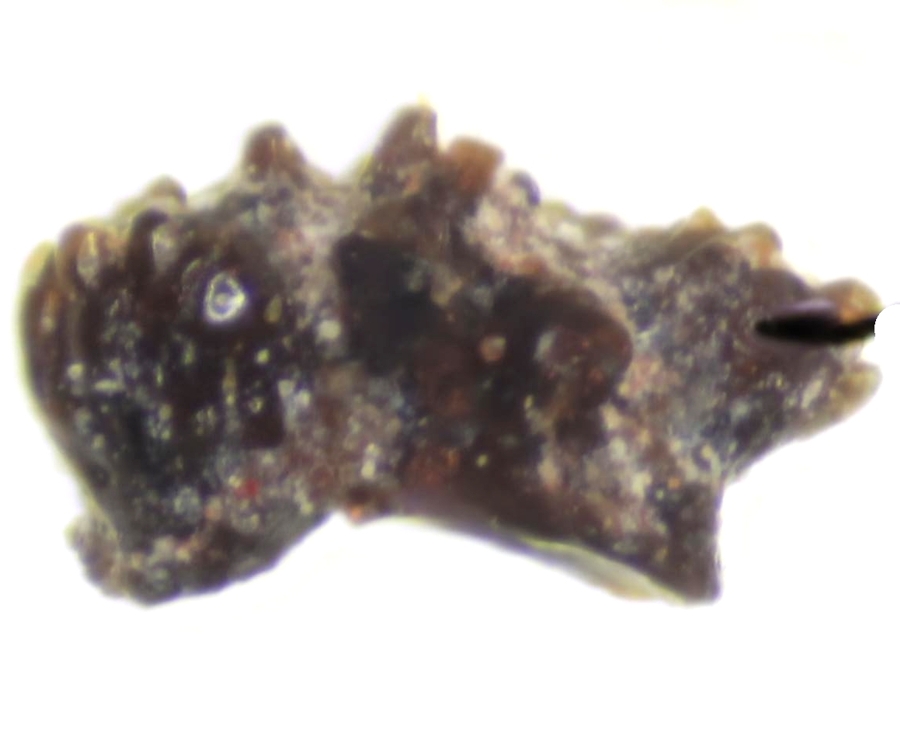 Gomphonchus sandelensis