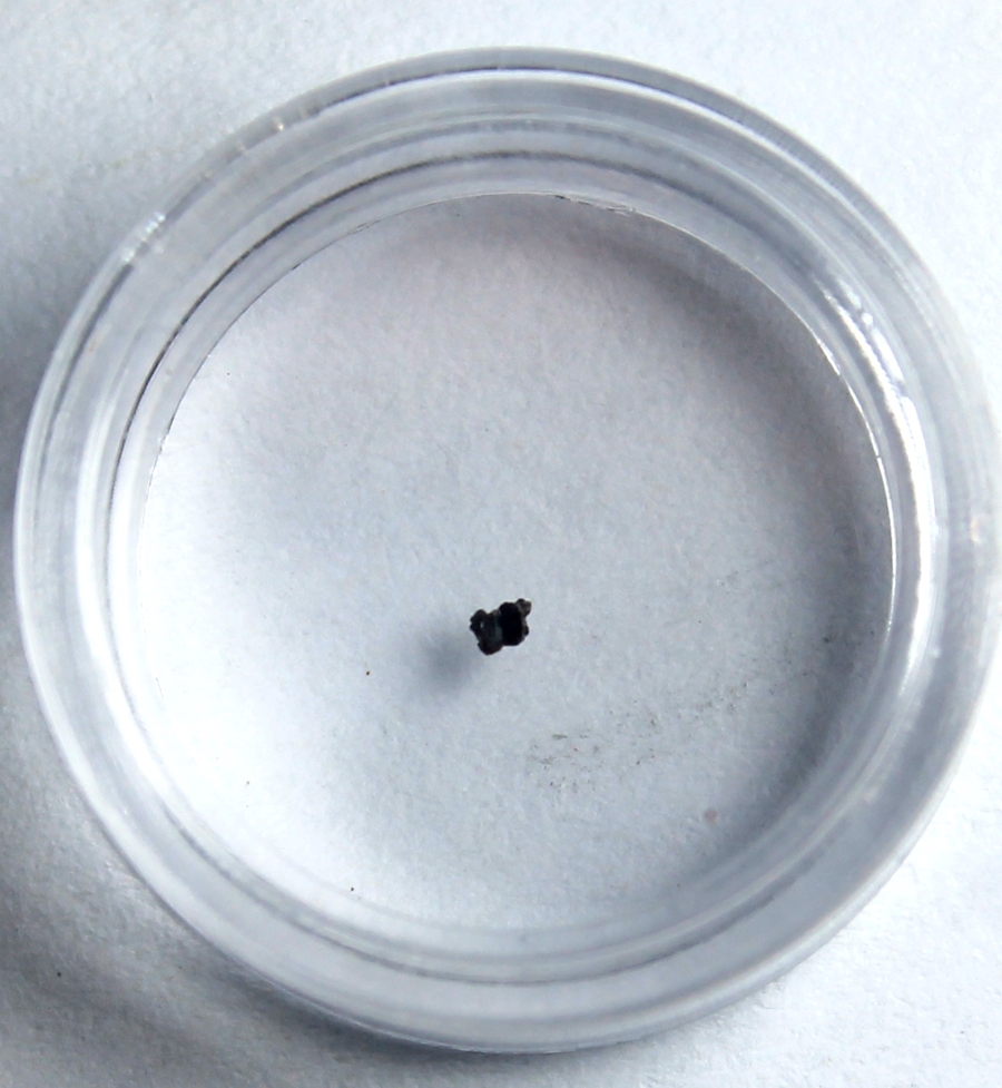 Gomphonchus sandelensis tooth