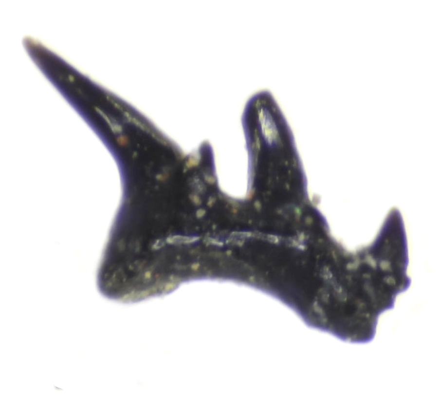 Fossil tooth