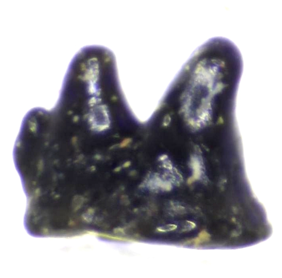 Fossil tooth