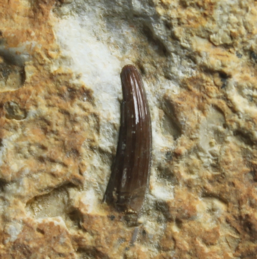Nothosaurus tooth