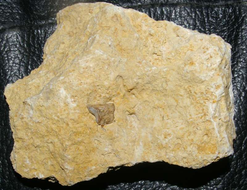 triassic reptile bone