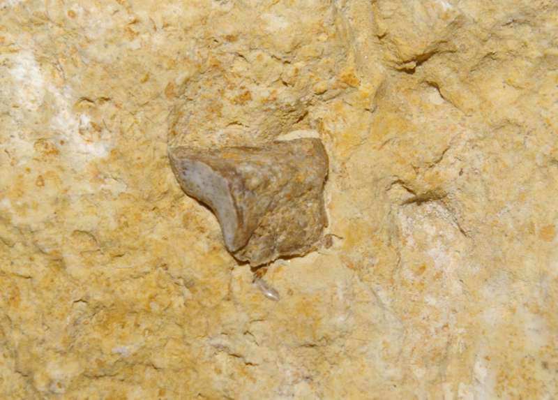 triassic reptile bone