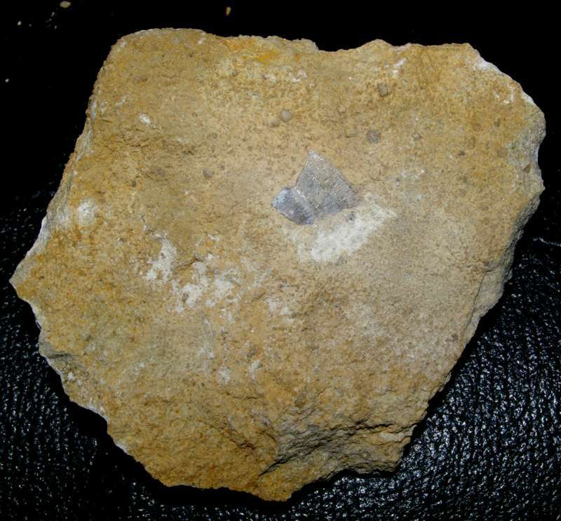 triassic reptile bone