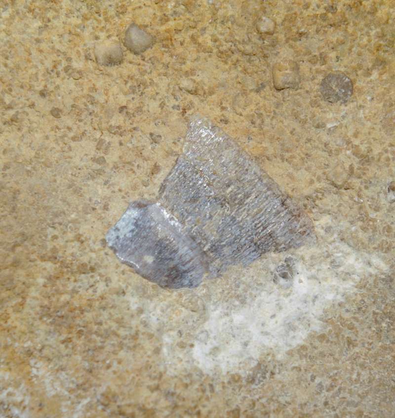Muschelkalk reptile bone
