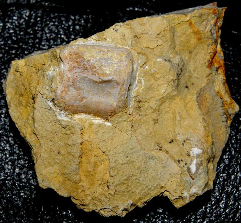 triassic reptile bone