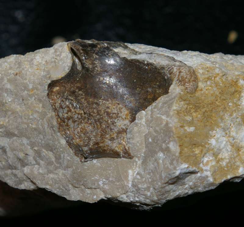 triassic reptile bone