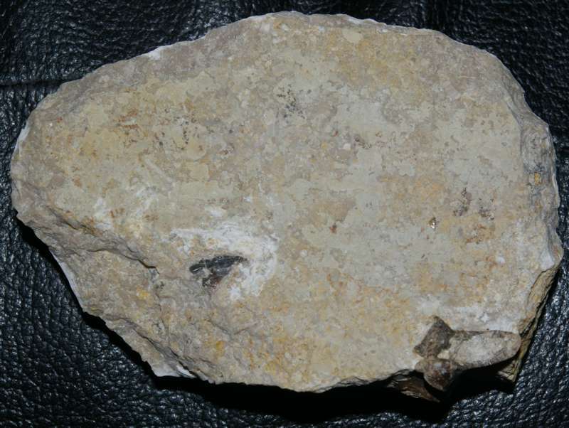 Nothosaurus