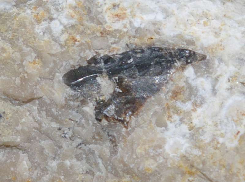 Nothosaurus reptile bone