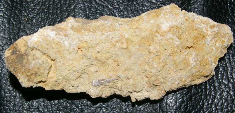 triassic reptile bone