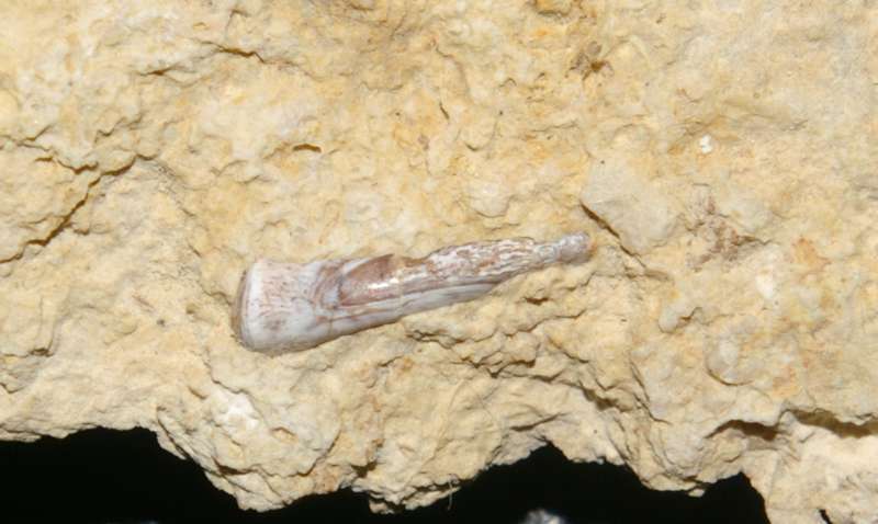 Nothosaurus