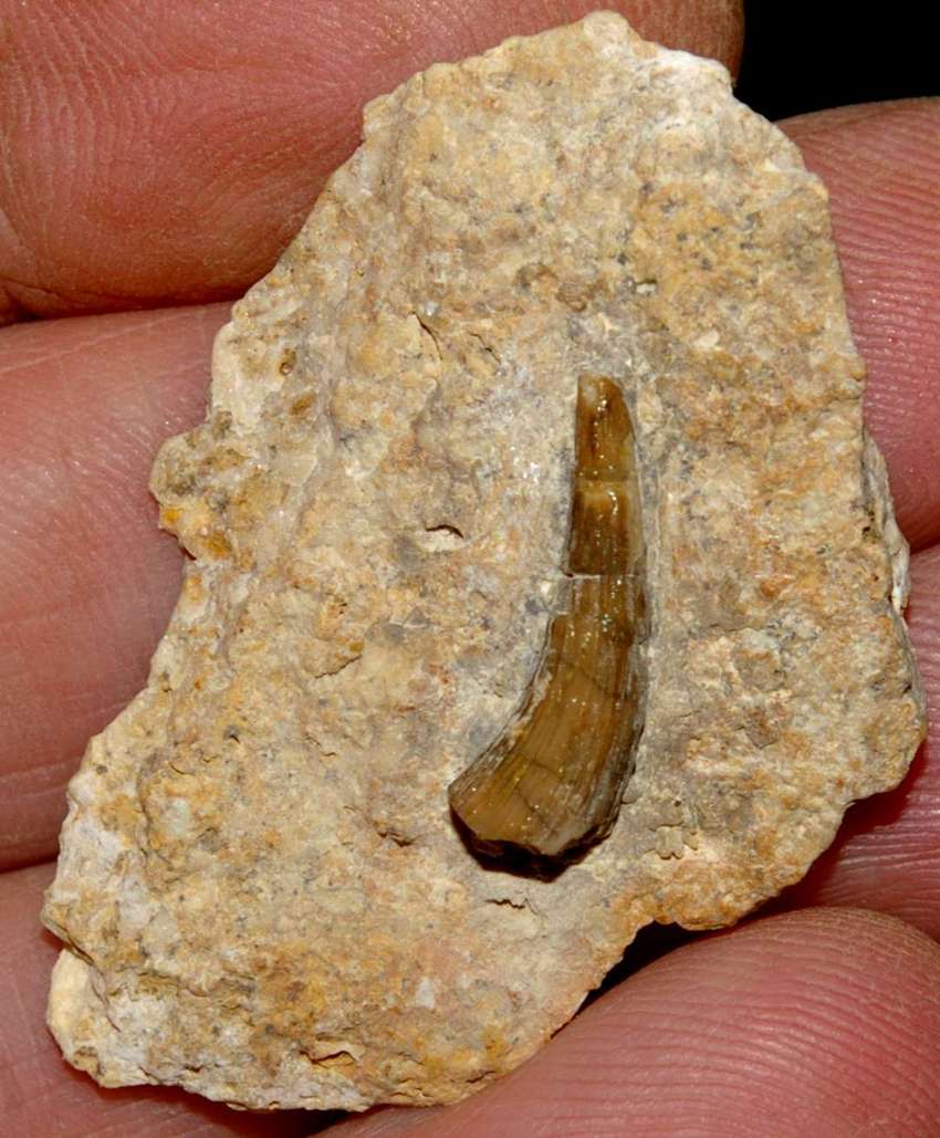reptile fossil tooth