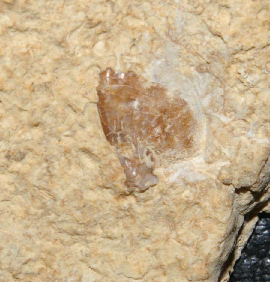 Triassic reptile fossil bone
