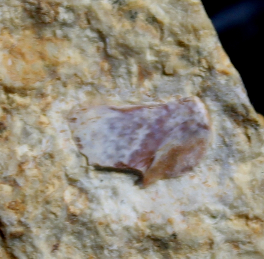 Triassic reptile fossil bone