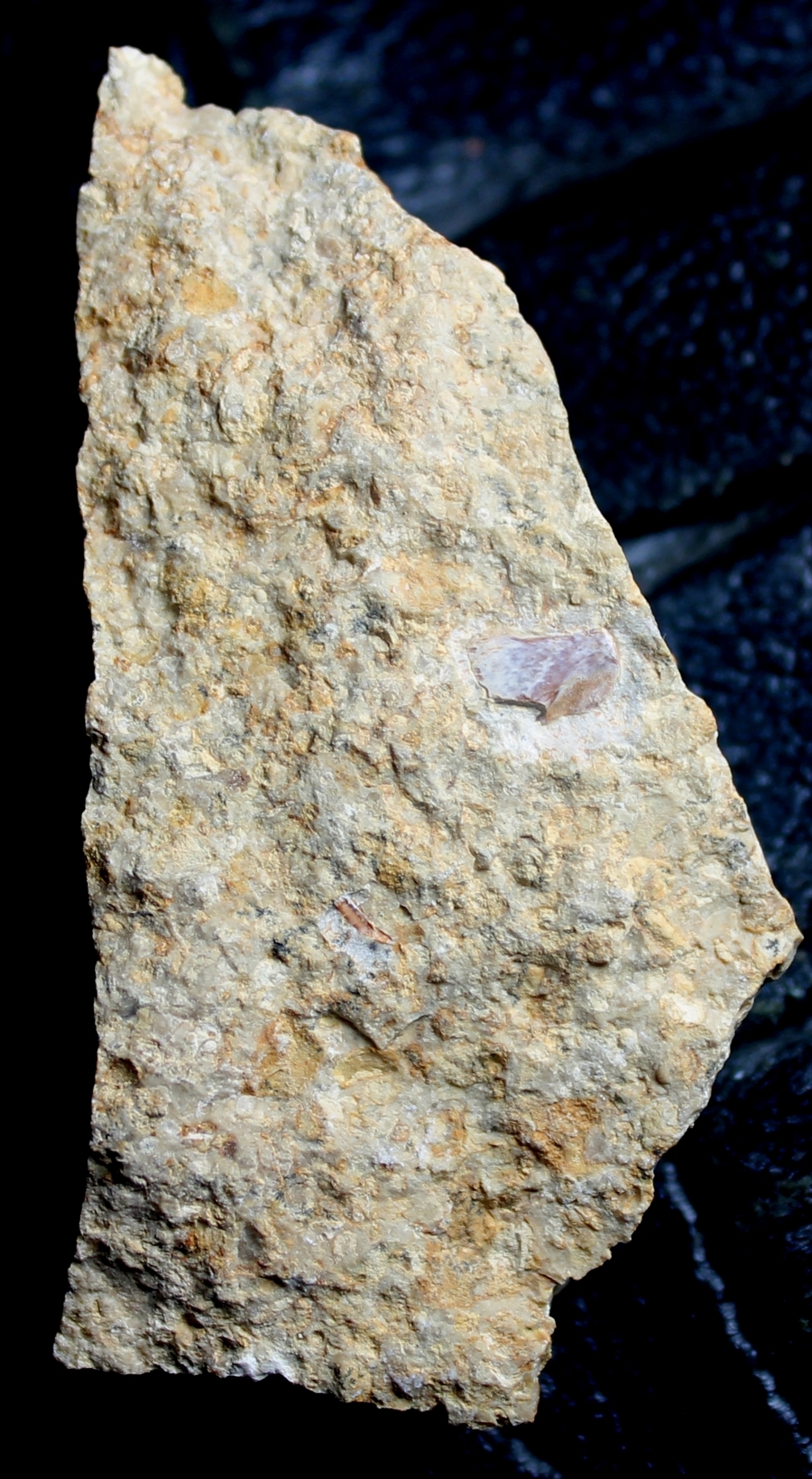 Muschelkalk fossil reptile