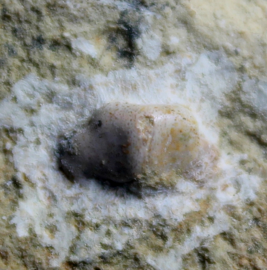Triassic reptile fossil bone