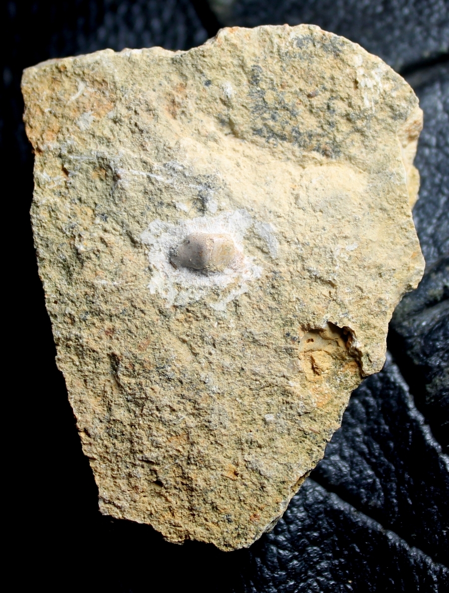 Muschelkalk fossil reptile