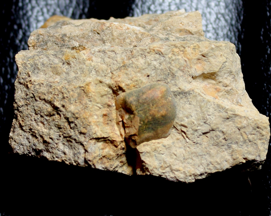 Muschelkalk fossil bone