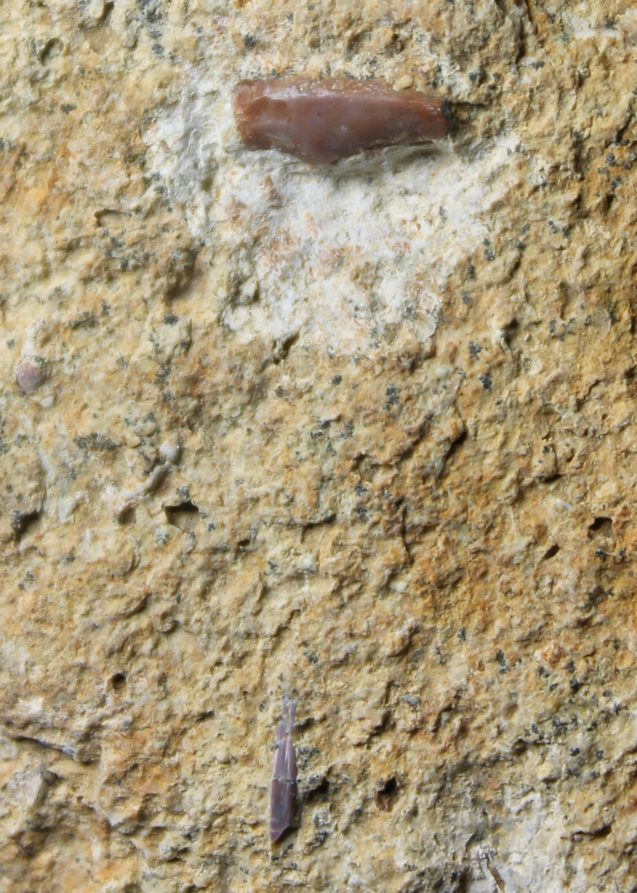 Nothosaurus