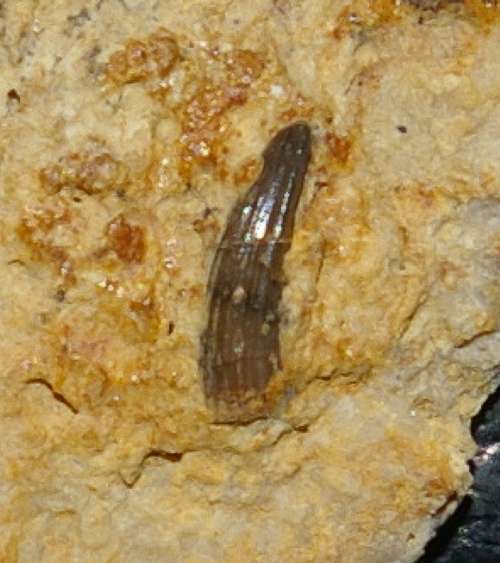 Triassic reptile fossil tooth