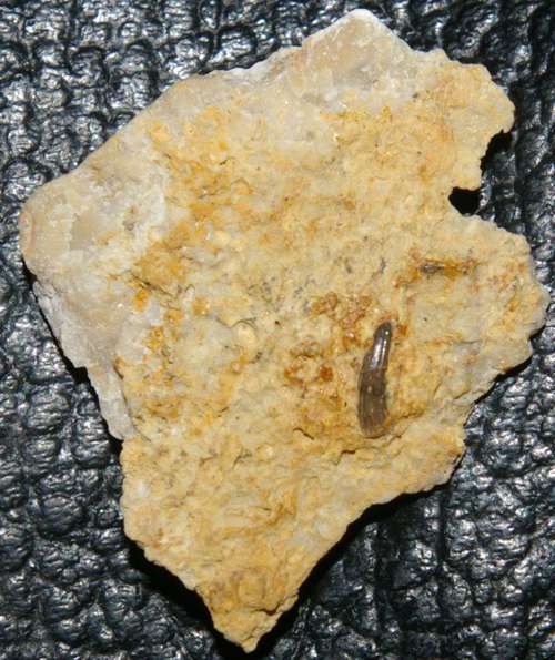 Muschelkalk fossil reptile