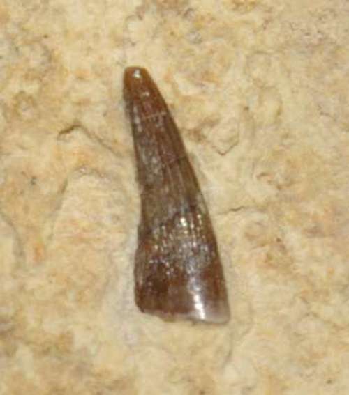 Triassic reptile fossil tooth